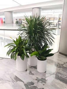 探寻奉化花木租赁哪家出色？看这篇攻略就知道